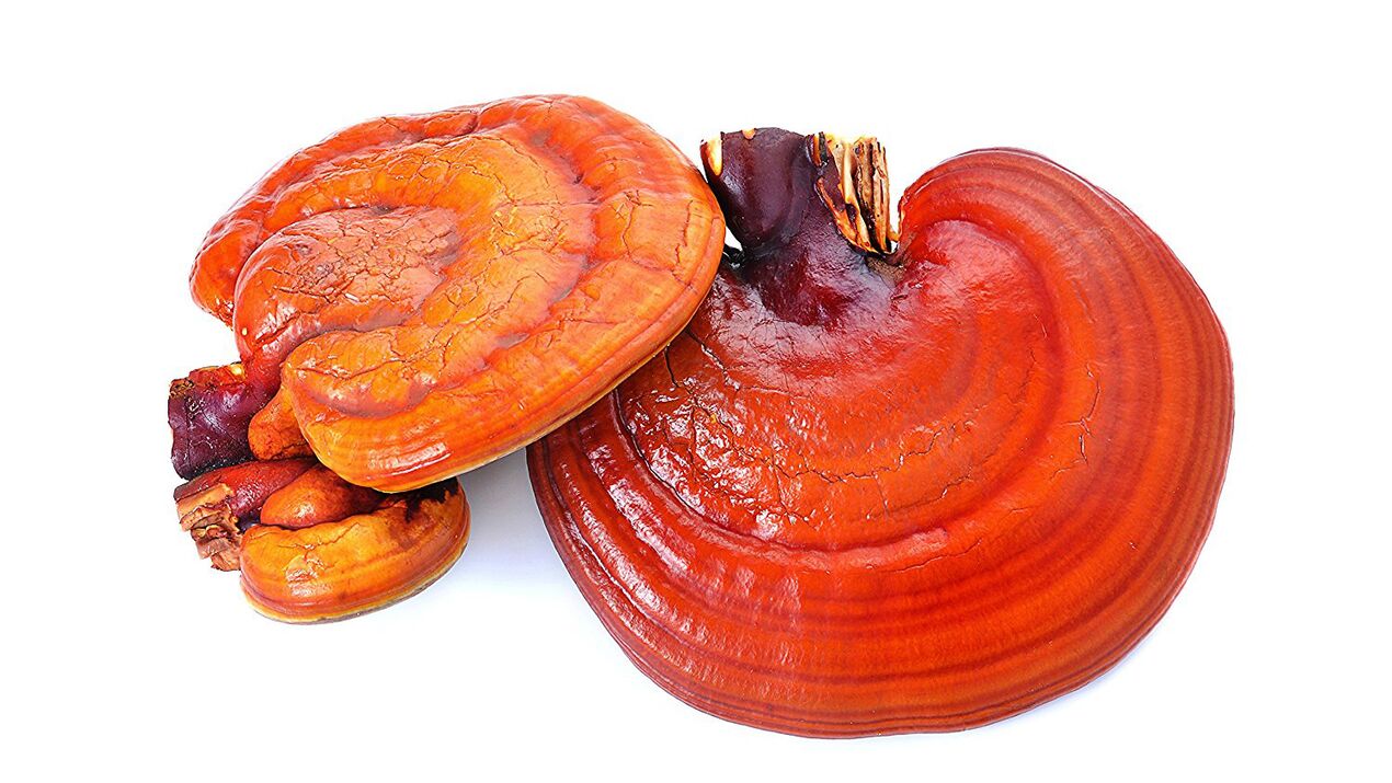 Reishi Pilzextrakt in Magicoa